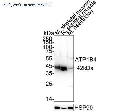 HUABIO HA500311 image 1