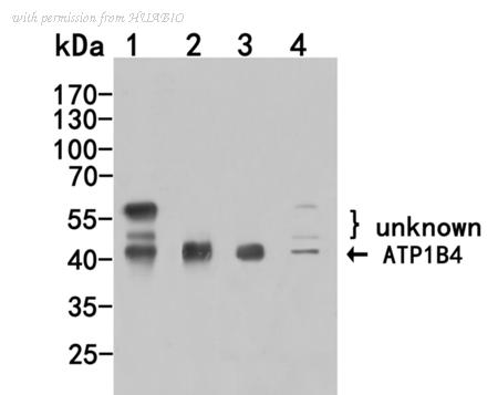 HUABIO HA500311 image 2