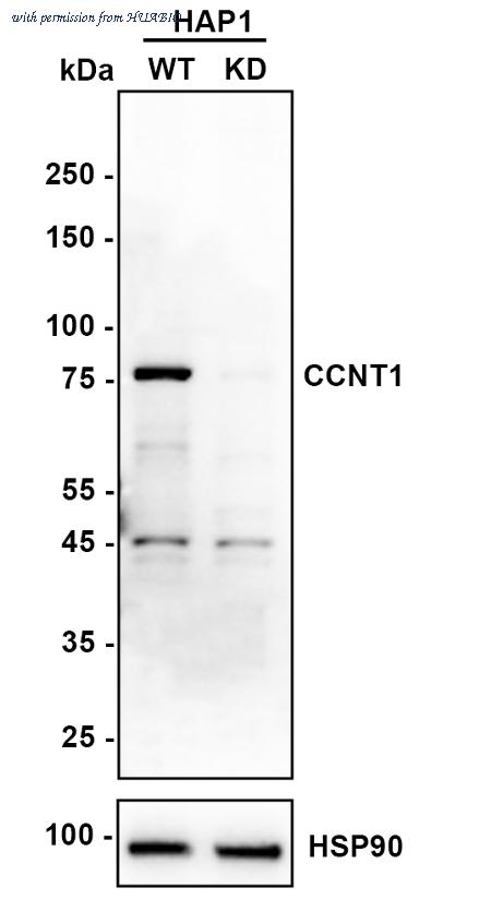 HUABIO HA500313 image 1