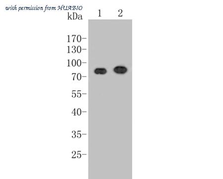 HUABIO HA500313 image 2