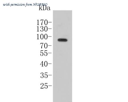 HUABIO HA500313 image 3