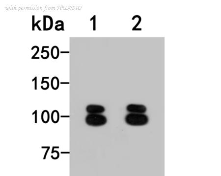HUABIO HA500315 image 3