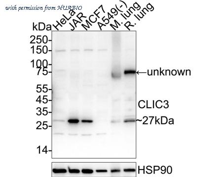 HUABIO HA500316 image 1