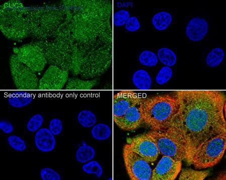 HUABIO HA500316 image 2