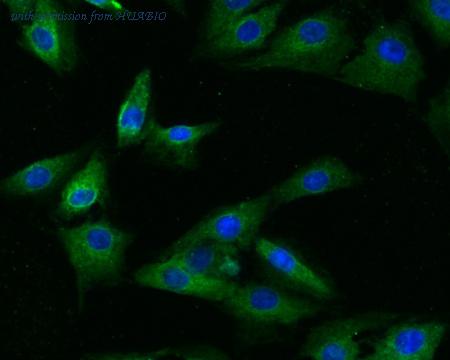 HUABIO HA500317 image 2