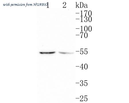 HUABIO HA500318 image 1