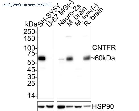 HUABIO HA500319 image 1