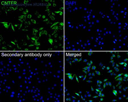HUABIO HA500319 image 2