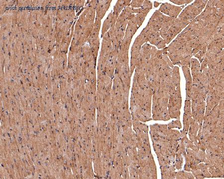 HUABIO HA500319 image 3