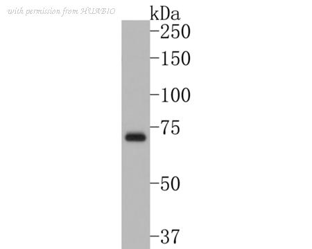 HUABIO HA500324 image 2