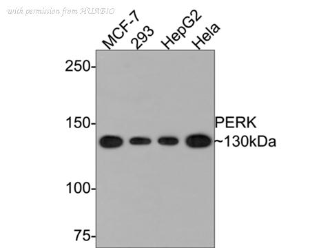 HUABIO HA500326 image 1