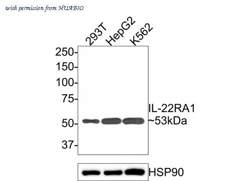 HUABIO HA500327 image 1