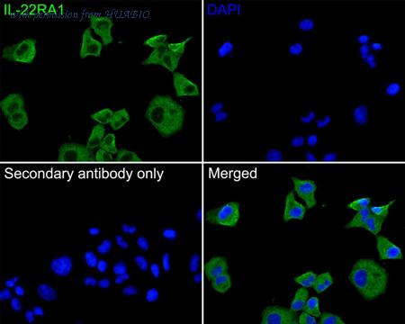 HUABIO HA500327 image 2