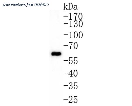 HUABIO HA500328 image 1