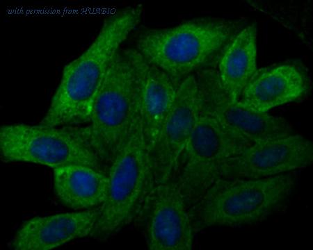 HUABIO HA500333 image 2