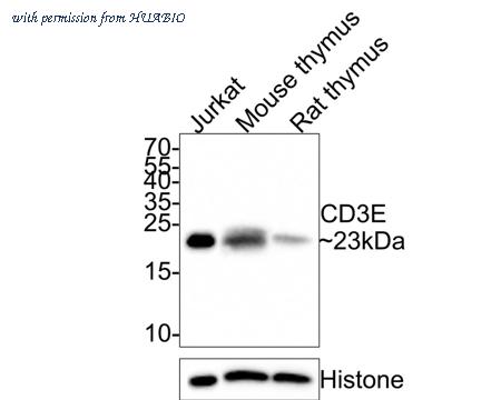 HUABIO HA500344 image 1