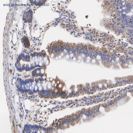 HUABIO HA500345 image 3