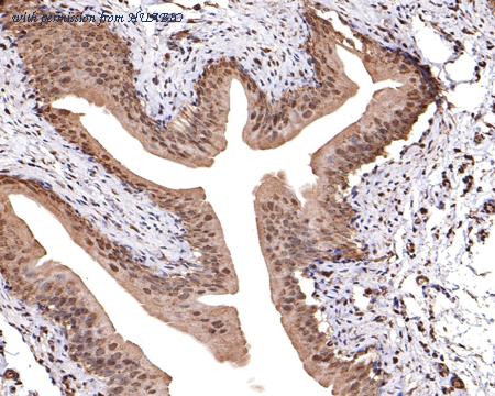 HUABIO HA500347 image 2