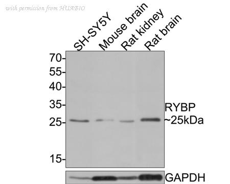 HUABIO HA500348 image 1