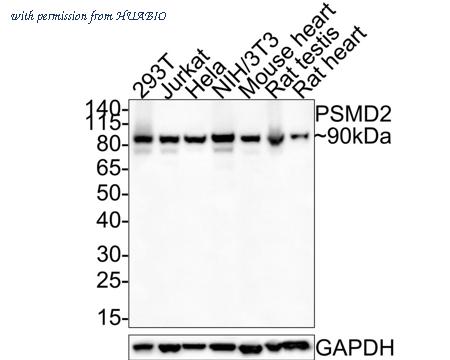 HUABIO HA500353 image 1