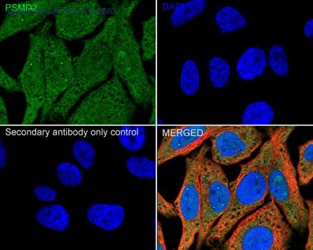 HUABIO HA500353 image 2