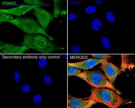 HUABIO HA500353 image 3