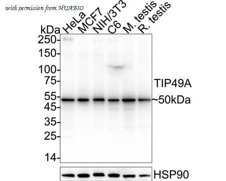 HUABIO HA500355 image 1