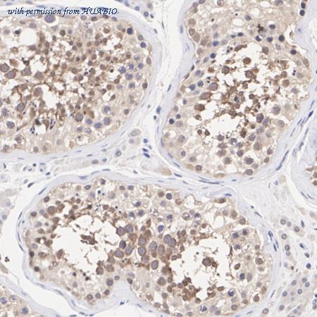 HUABIO HA500355 image 2