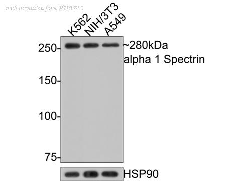 HUABIO HA500357 image 1