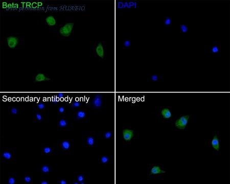 HUABIO HA500358 image 2