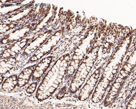 HUABIO HA500358 image 3