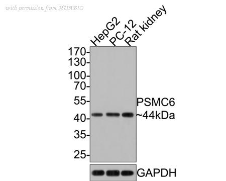 HUABIO HA500359 image 1