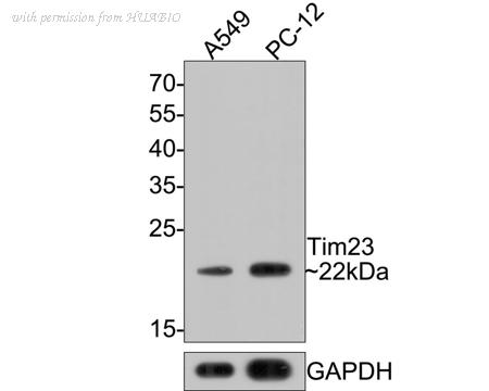 HUABIO HA500361 image 2
