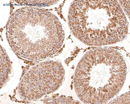 HUABIO HA500361 image 3