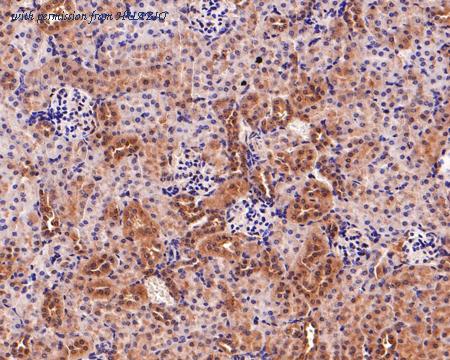 HUABIO HA500362 image 2