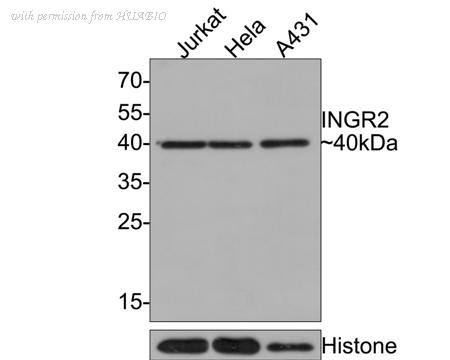 HUABIO HA500363 image 1