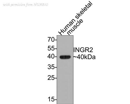 HUABIO HA500363 image 2