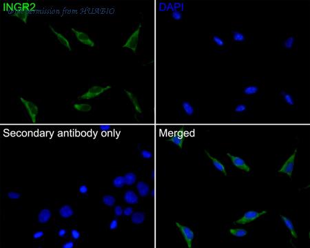HUABIO HA500363 image 3