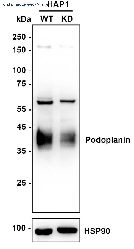 HUABIO HA500364 image 2