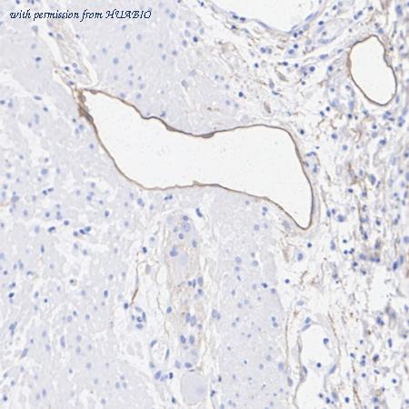 HUABIO HA500364 image 3