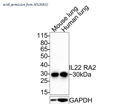 HUABIO HA500365 image 1