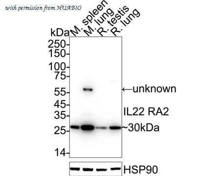 HUABIO HA500365 image 2