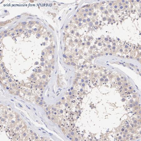 HUABIO HA500365 image 3