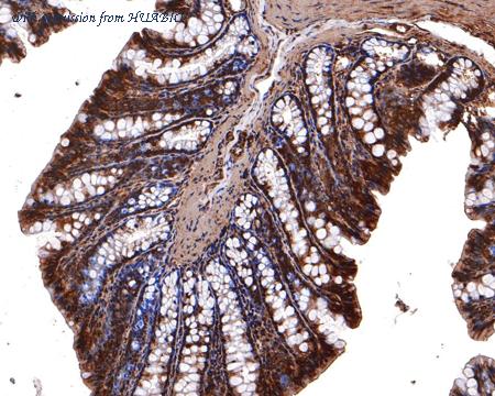 HUABIO HA500368 image 3