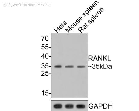 HUABIO HA500369 image 1