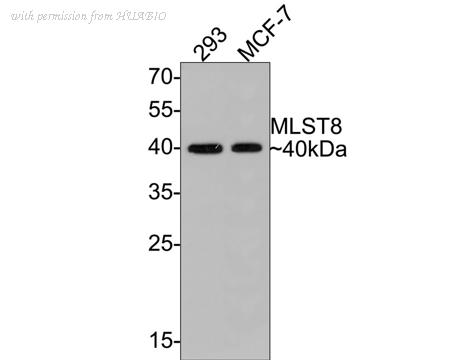 HUABIO HA500372 image 2