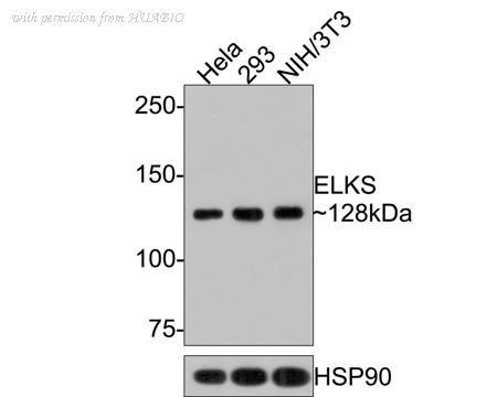 HUABIO HA500376 image 1