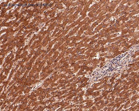 HUABIO HA500376 image 3