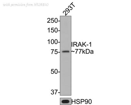 HUABIO HA500377 image 1