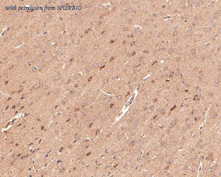 HUABIO HA500377 image 2